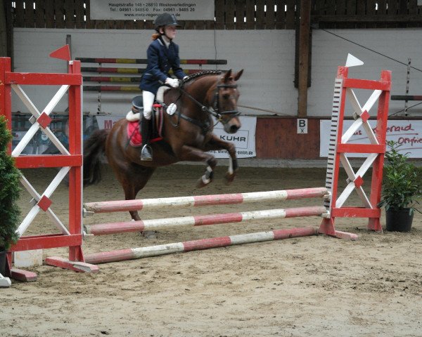 jumper Don Foxi (Welsh-Pony (Section B), 2000, from Mahrdorf Trabant)