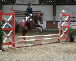 Springpferd Don Foxi (Welsh Pony (Sek.B), 2000, von Mahrdorf Trabant)