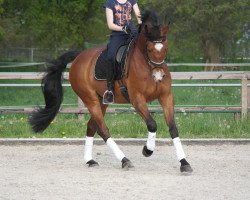 dressage horse Cooper 82 (Oldenburg, 2005, from Carry Gold)