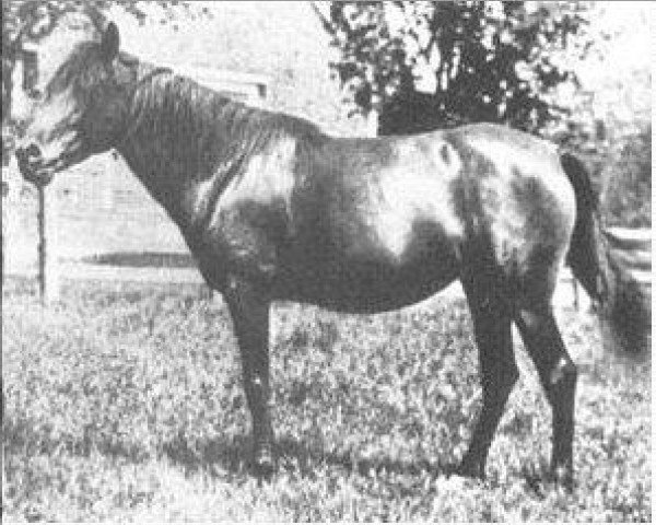 broodmare Saleefy ox (Arabian thoroughbred, 1907, from Haleb 1901 ox)