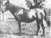 broodmare Saleefy ox (Arabian thoroughbred, 1907, from Haleb 1901 ox)