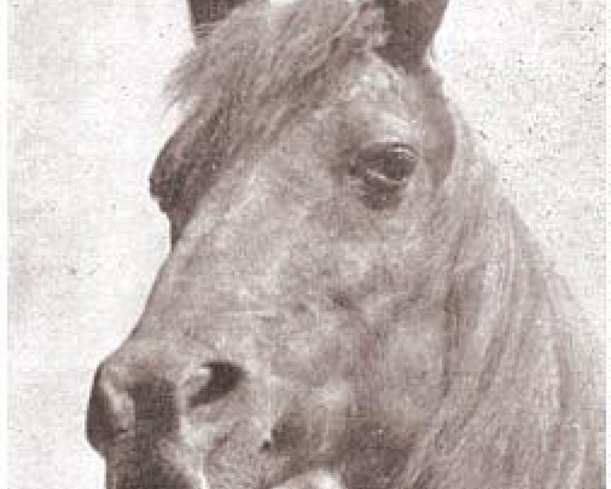 broodmare Schilan ox (Arabian purebred, 1929, from Antez ox)