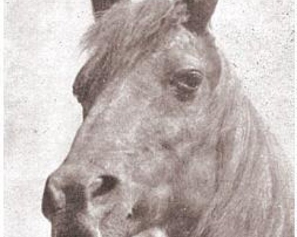 broodmare Schilan ox (Arabian thoroughbred, 1929, from Antez ox)