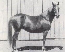 broodmare Schiba ox (Arabian thoroughbred, 1949, from Hanad 1922 ox)