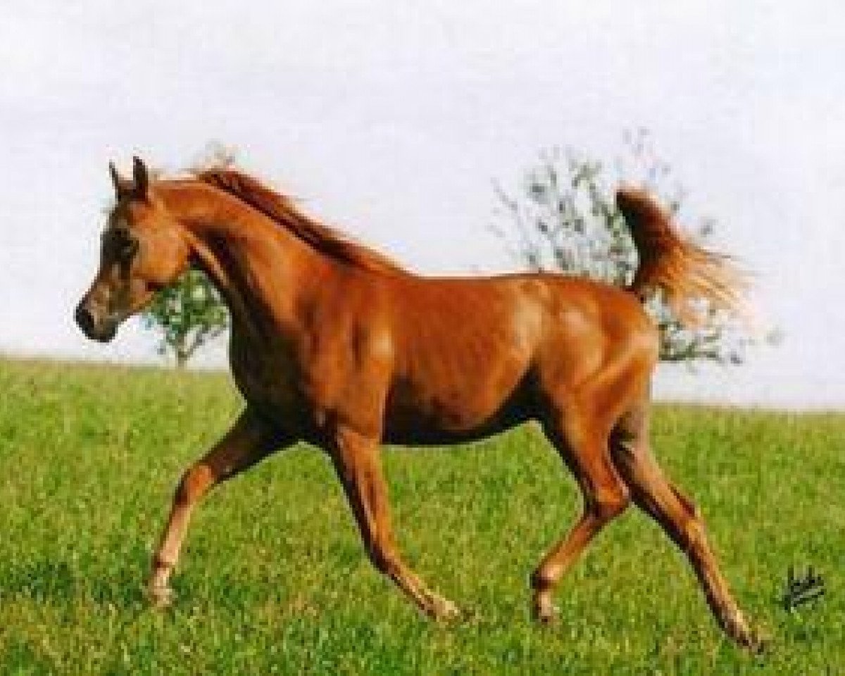stallion F Shamaal EAO (Arabian purebred, 2000, from Maysoun 1985 ox)