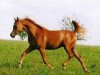 stallion F Shamaal EAO (Arabian thoroughbred, 2000, from Maysoun 1985 ox)