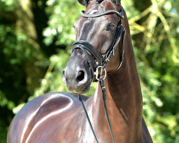 broodmare Rosaria 11 (Hanoverian, 2004, from Rosario)