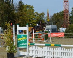 jumper Les Lou (KWPN (Royal Dutch Sporthorse), 2008, from Larino)