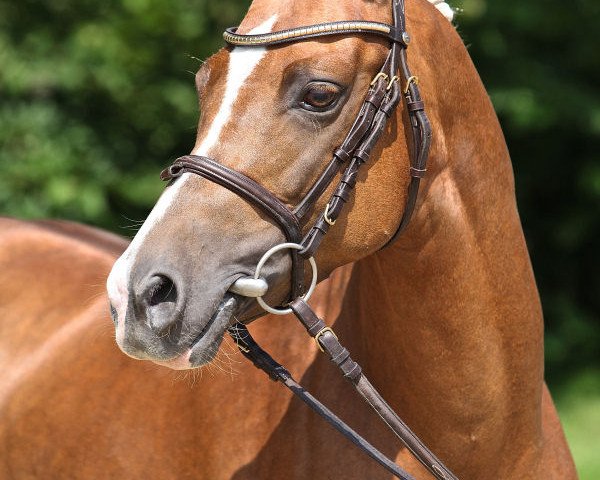 dressage horse Top Christobell (Westphalian, 2009, from Top Champy)