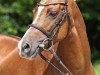 dressage horse Top Christobell (Westphalian, 2009, from Top Champy)