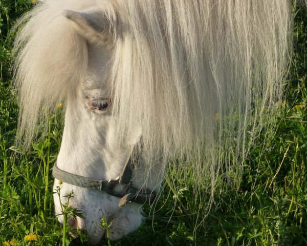 Zuchtstute Prinzess (Shetland Pony, 1980, von Bobby)