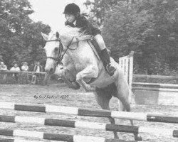 broodmare Grey Ladyfriend (Connemara Pony, 1971, from Kilgreaney Lad)