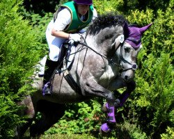 dressage horse Belle Quirada (Holsteiner, 2009, from Quirado)