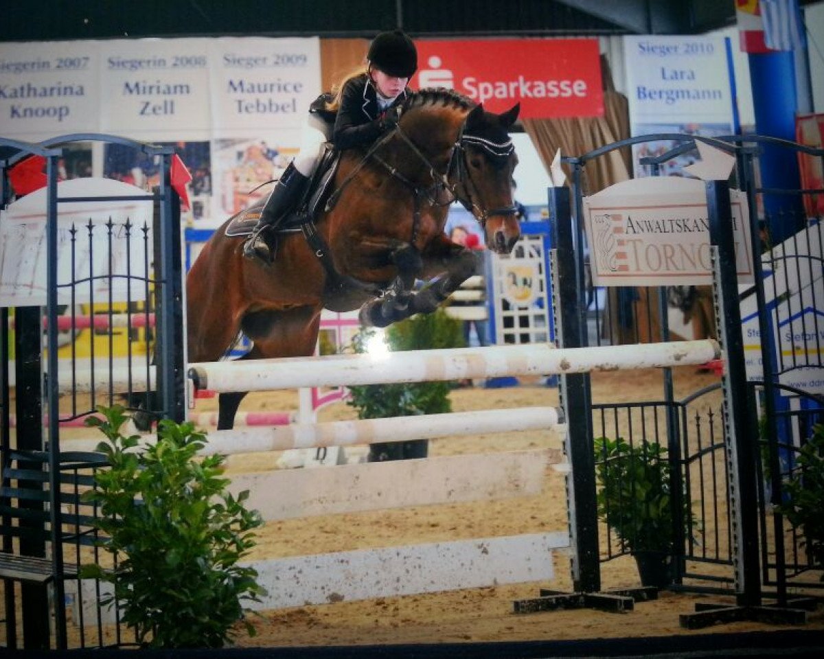 Deckhengst Fs Chiwago (Deutsches Reitpony, 1995, von FS Cocky Dundee)