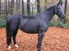 broodmare Georgina (Hanoverian, 2004, from Graf Top)