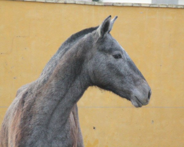 horse MONTES MZ (Pura Raza Espanola (PRE),  )