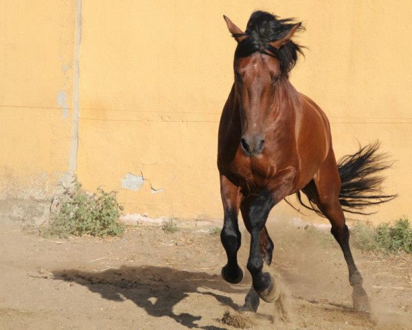 Pferd BELUNGO (Pura Raza Espanola (PRE), 2010)