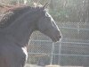 dressage horse Cachuli (Pura Raza Espanola (PRE), 2010, from Cechero)