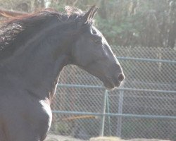 dressage horse Cachuli (Pura Raza Espanola (PRE), 2010, from Cechero)