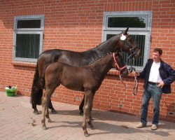 broodmare Falentina BMS (Oldenburg, 2014, from Dante Weltino Old)