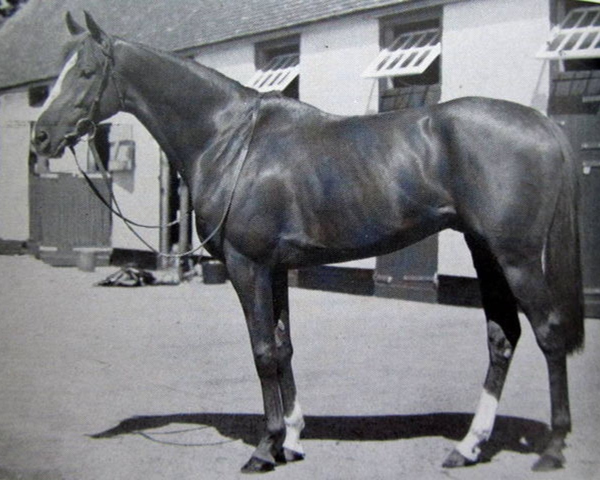 horse Damremont xx (Thoroughbred, 1947, from Dogat xx)