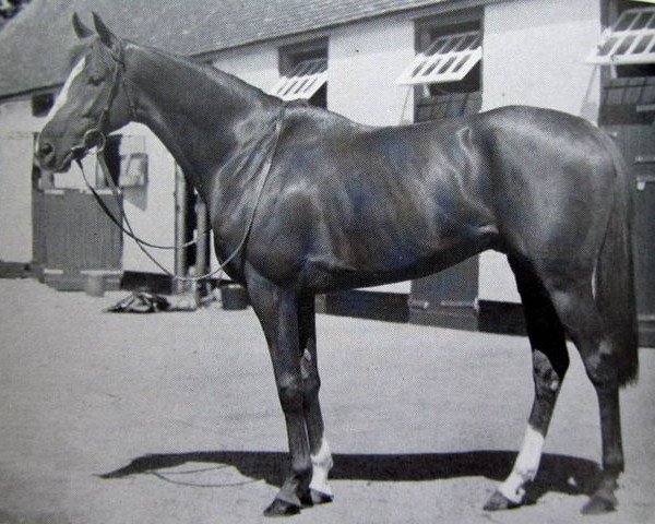 Pferd Damremont xx (Englisches Vollblut, 1947, von Dogat xx)