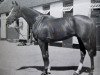 horse Damremont xx (Thoroughbred, 1947, from Dogat xx)