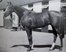 horse Damremont xx (Thoroughbred, 1947, from Dogat xx)