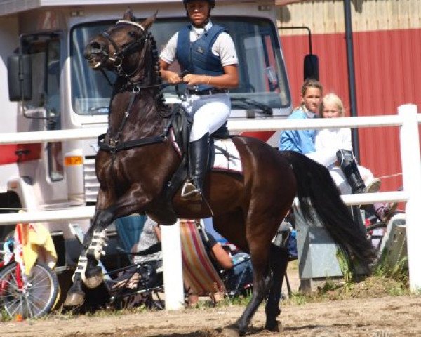 dressage horse Jumping Hot Stuff (German Riding Pony, 1998, from Vivaldi)