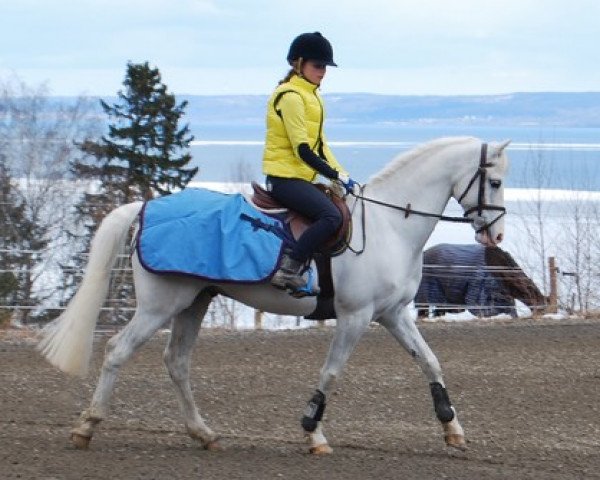 horse Oh Just Zip Me Up (Welsh Partbred, 2001, from Paddock Orion)