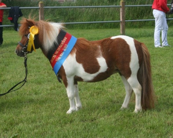 Zuchtstute Seedeichs Harley (Shetland Pony (unter 87 cm), 2009, von ML's Apache)