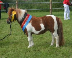 broodmare Seedeichs Harley (Shetland pony (under 87 cm), 2009, from ML's Apache)