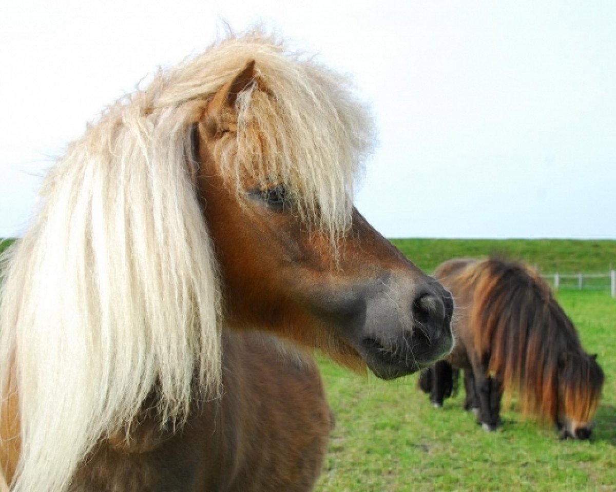 broodmare Meerhusen's Harmonie (Shetland pony (under 87 cm), 2002, from Parlington Playboy)