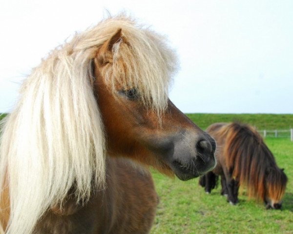 broodmare Meerhusen's Harmonie (Shetland pony (under 87 cm), 2002, from Parlington Playboy)