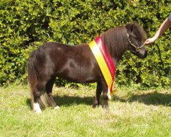 broodmare Yasmine vom Ellernbrook (Shetland pony (under 87 cm), 2007, from Krummhörn's Goliath)