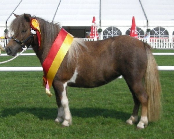 Zuchtstute Zilly vom Ellernbrook (Shetland Pony (unter 87 cm), 2004, von Harvey vom Ellernbrook)