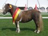 Zuchtstute Zilly vom Ellernbrook (Shetland Pony (unter 87 cm), 2004, von Harvey vom Ellernbrook)