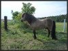 stallion Gustav B (Shetland pony (under 87 cm), 2003, from Gentleman van Bangaerde)