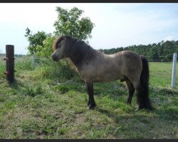 stallion Gustav B (Shetland pony (under 87 cm), 2003, from Gentleman van Bangaerde)