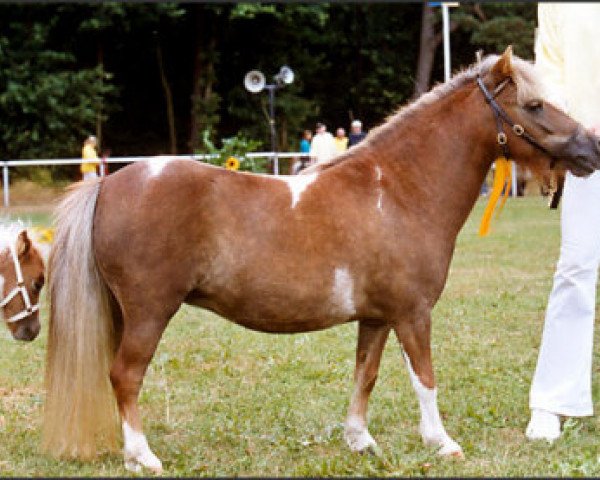 broodmare Princess Chayenne B (Shetland pony (under 87 cm), 2002, from Briar Desmond)