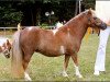 Zuchtstute Princess Chayenne B (Shetland Pony (unter 87 cm), 2002, von Briar Desmond)