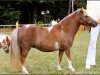 broodmare Princess Chayenne B (Shetland pony (under 87 cm), 2002, from Briar Desmond)