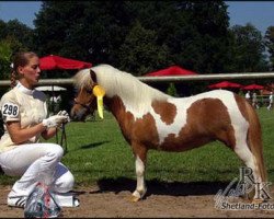 broodmare Princess Charlize B (Shetland pony (under 87 cm), 2006, from Gustav B)