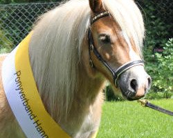 Zuchtstute Gucci RH (Shetland Pony (unter 87 cm), 2008, von Aber Hallo E)