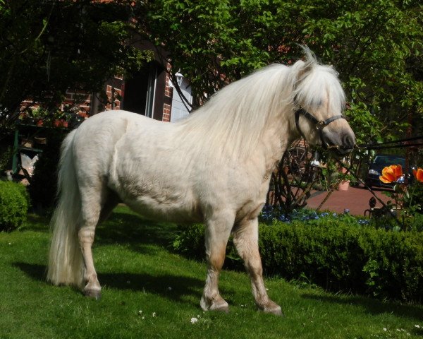 stallion Advokat RH (Shetland pony (under 87 cm), 2010, from Amadeus E)