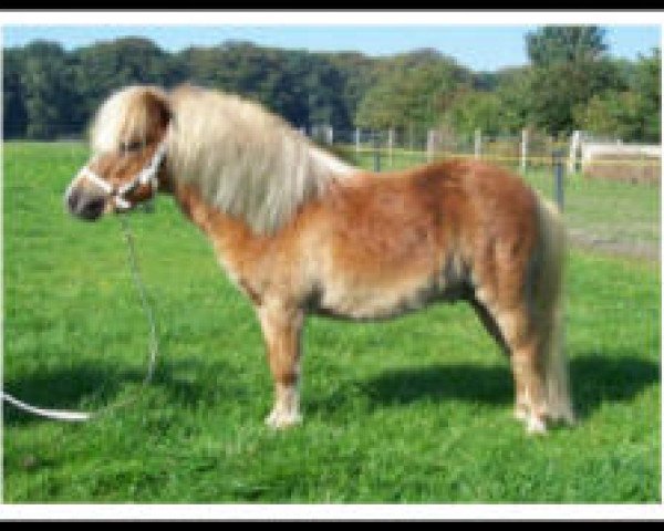 stallion Armani RH (Shetland pony (under 87 cm), 2009, from Aber Hallo E)