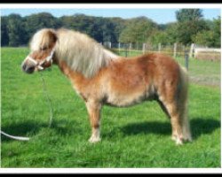 Deckhengst Armani RH (Shetland Pony (unter 87 cm), 2009, von Aber Hallo E)