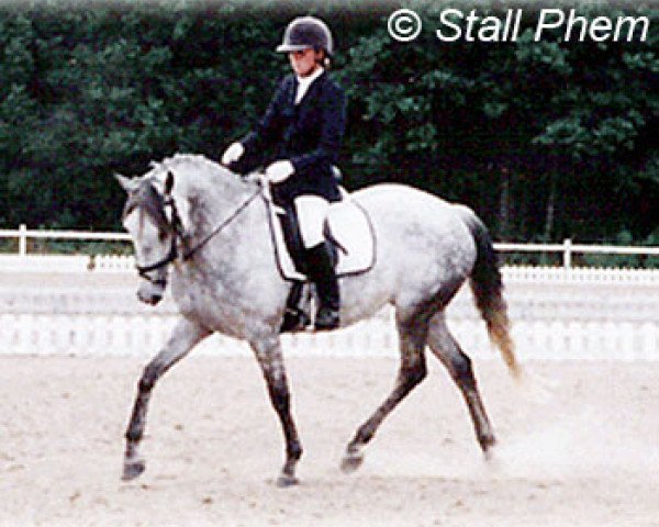 Zuchtstute Quinie Arden (Schwedisches Reitpony, 1990, von King's Bonus)