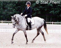 broodmare Quinie Arden (Swedish Riding Pony, 1990, from King's Bonus)