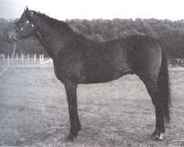 stallion King's Bonus (Thoroughbred, 1971, from Kibenka xx)